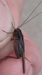 Allonemobius socius