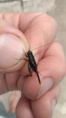 Allonemobius socius