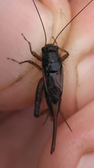 Allonemobius socius