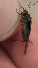 Allonemobius socius