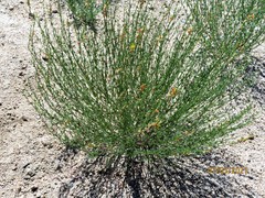 Acmispon glaber glaber