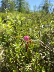 Kalmia polifolia