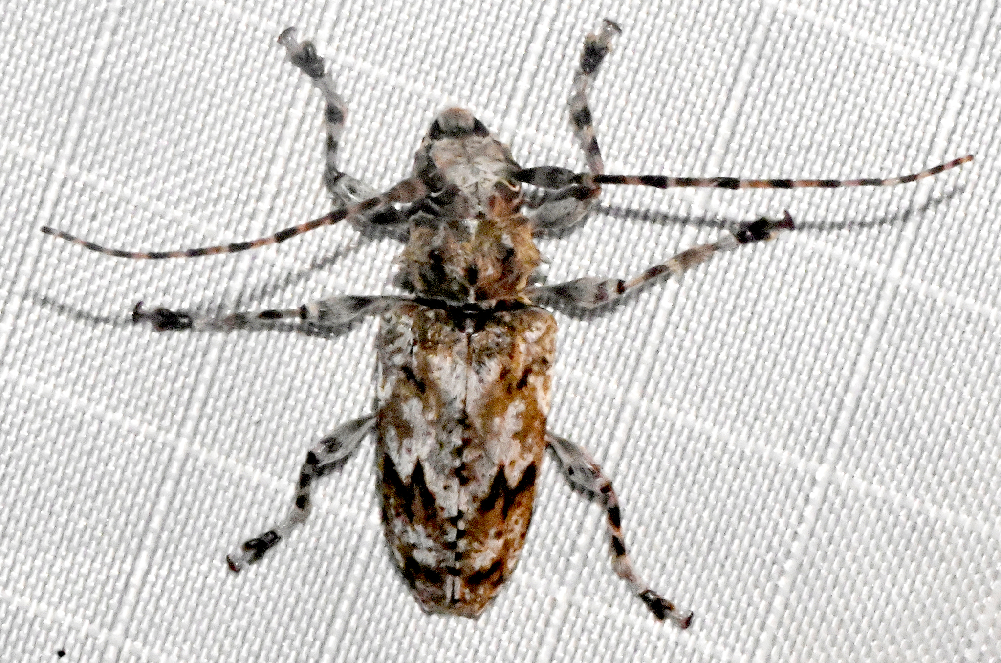 Aegomorphus modestus · iNaturalist