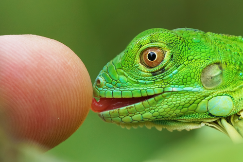 Iguana