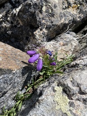 Penstemon hallii