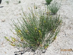 Acmispon glaber glaber