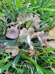 Calocybe carnea