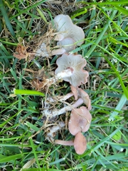 Calocybe carnea