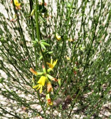 Acmispon glaber glaber