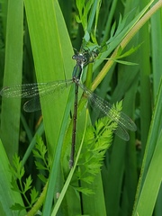 Lestes inaequalis