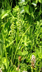 Platanthera convallariifolia