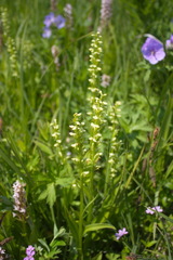 Platanthera convallariifolia