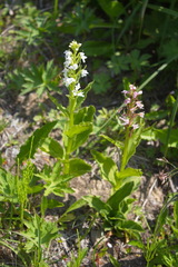 Galearis camtschatica