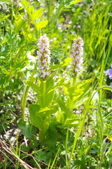 Galearis camtschatica