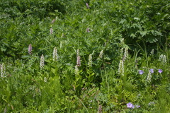 Galearis camtschatica