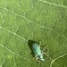 photo of Green Immigrant Leaf Weevil (Polydrusus formosus)