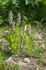 Galearis camtschatica