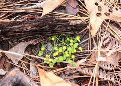 Euphorbia ipecacuanhae