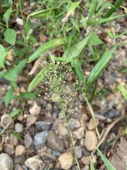 Dichanthelium polyanthes