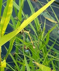 Lestes inaequalis