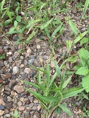 Dichanthelium polyanthes