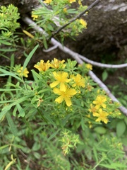 Hypericum lobocarpum
