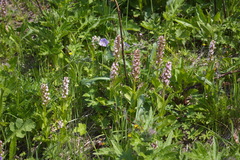 Galearis camtschatica