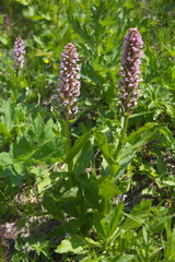 Galearis camtschatica