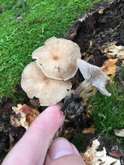 Collybiopsis dichroa