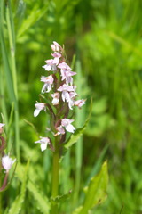 Galearis camtschatica