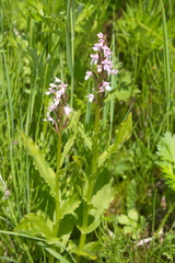 Galearis camtschatica