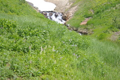 Galearis camtschatica