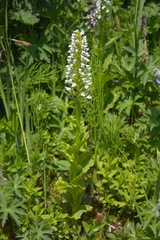 Galearis camtschatica