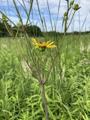 Silphium asteriscus trifoliatum