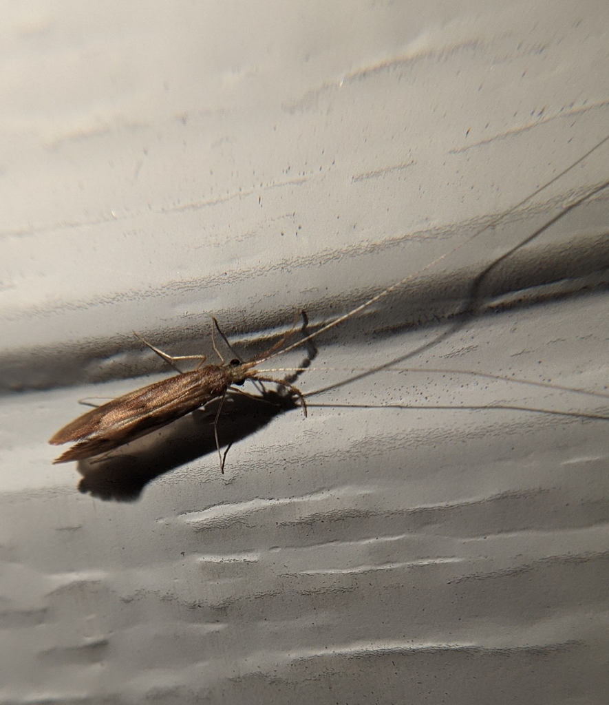 Triaenodes tardus