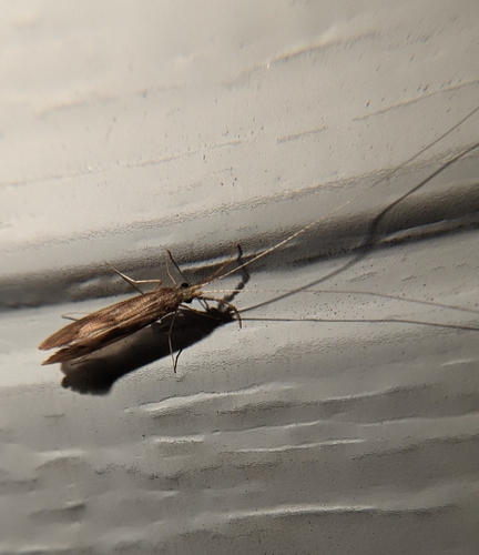 Triaenodes tardus