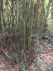 Merostachys