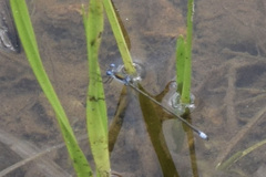 Lestes vigilax