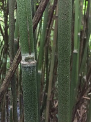 Merostachys