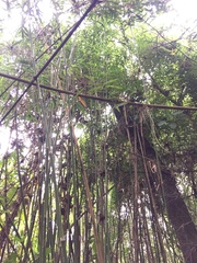 Merostachys