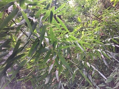Merostachys