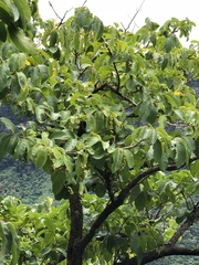 Antidesma venosum