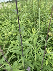 Silphium asteriscus trifoliatum