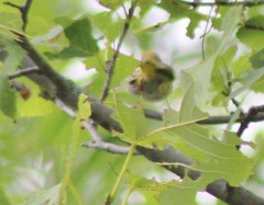 Setophaga castanea