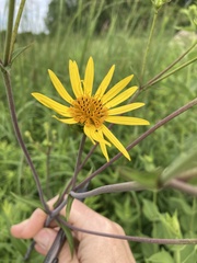 Silphium asteriscus trifoliatum