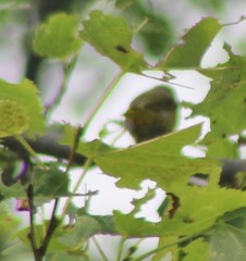 Setophaga castanea