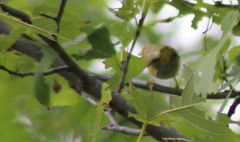 Setophaga castanea