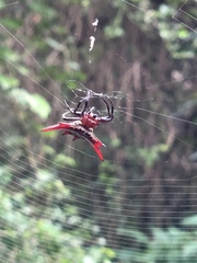 Gasteracantha versicolor