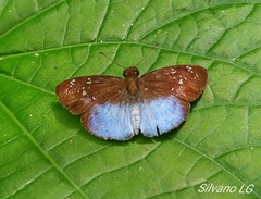 Pythonides grandis