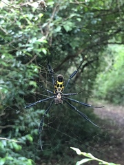 Trichonephila fenestrata